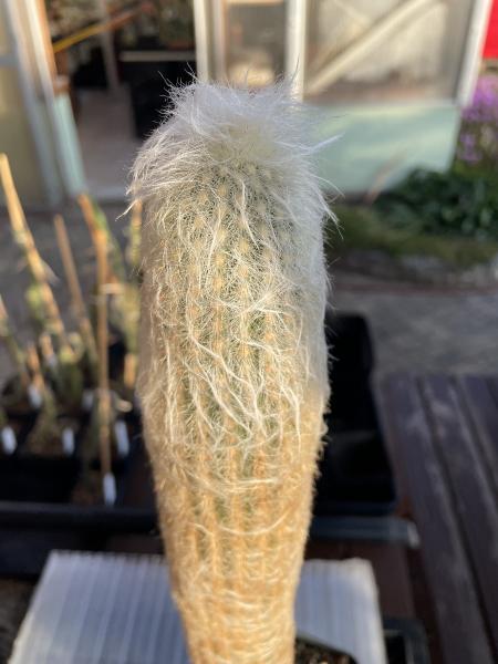 Austrocephalocereus dybowskii